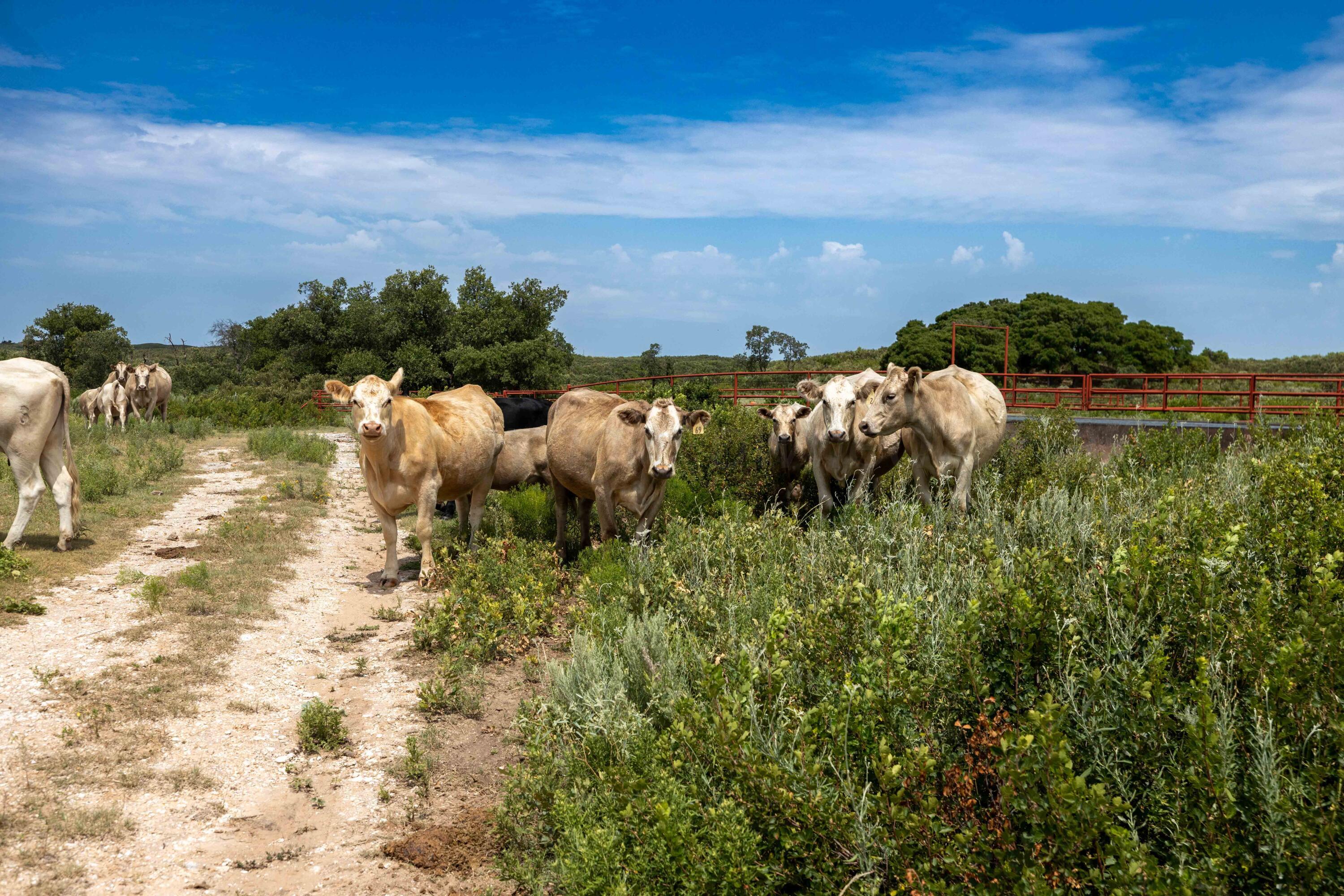 Christner Ranch Wheeler, TX 79096 - Photo 13 of 58 Christner Ranch -On the Ground-11