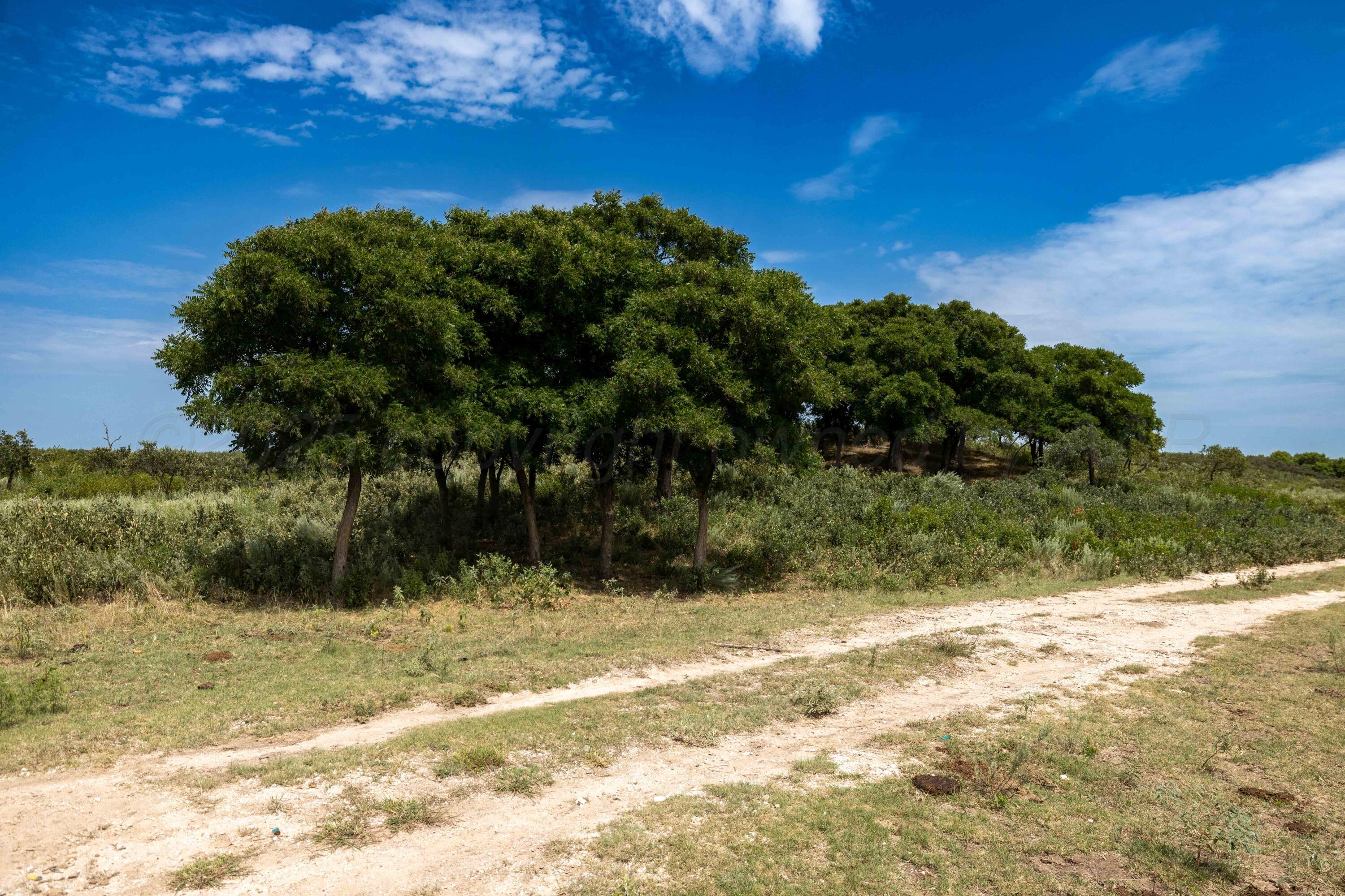 Christner Ranch Wheeler, TX 79096 - Photo 9 of 58 a view of a yard with a house in the background