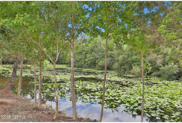 a view of a garden with plants