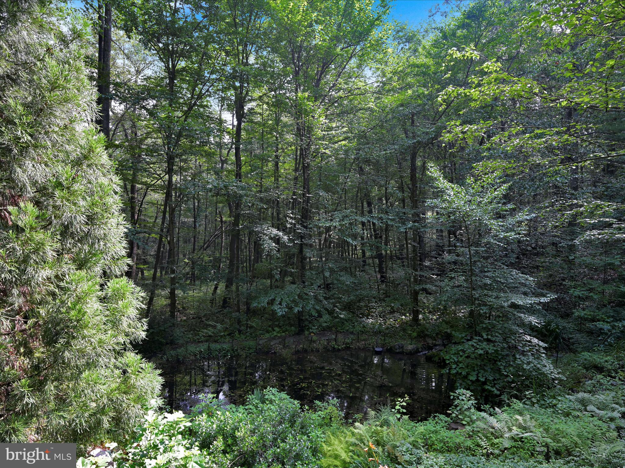 506 Hemlock Lane Lebanon, PA 17042 - Photo 59 of 63 a view of a forest with a tree