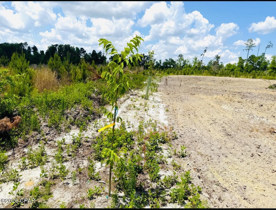 Tbd Sinai Road Sneads, FL 32460 - Photo 16 of 24