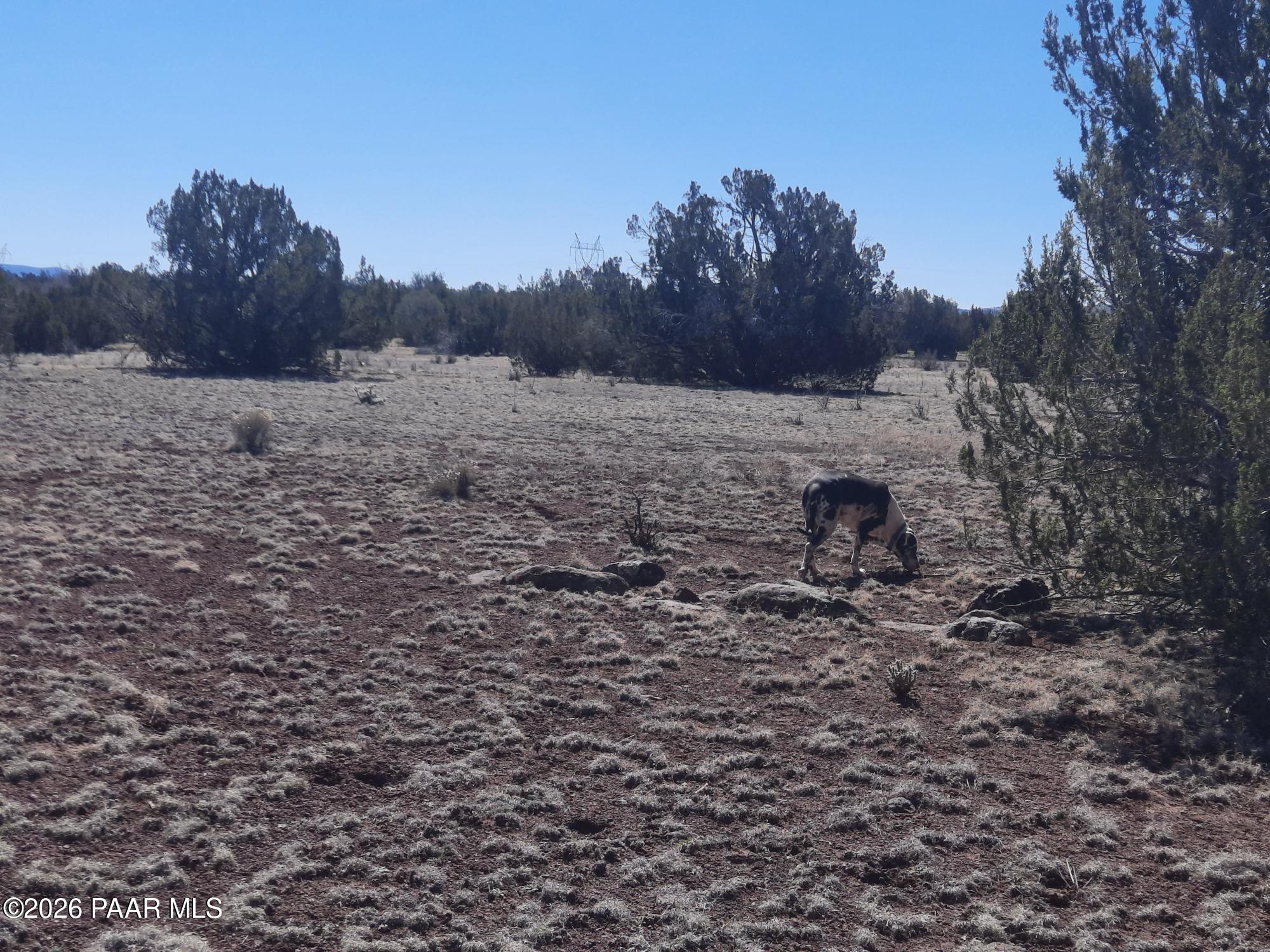 1358 West Greenhorn Road Seligman, AZ 86337 - Photo 7 of 16 20260311_114633