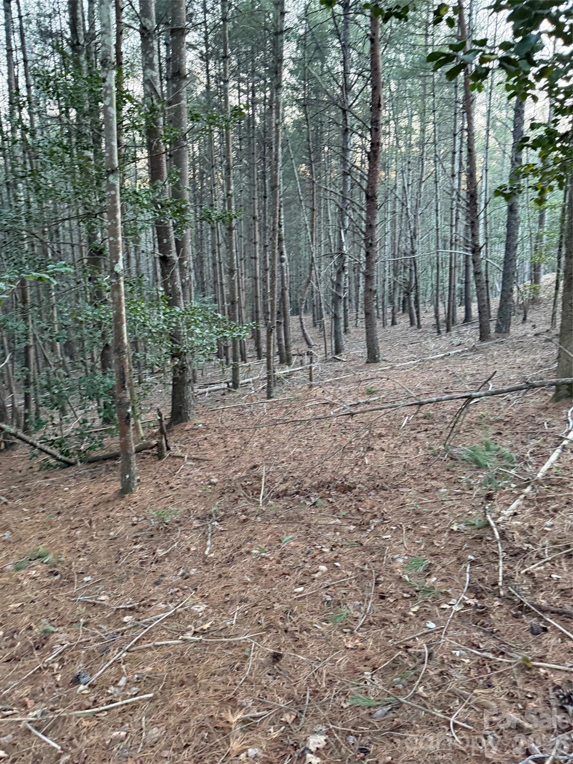 1388 Old Dry Creek Road Morganton, NC 28655 - Photo 8 of 39 a view of a forest with trees in the background