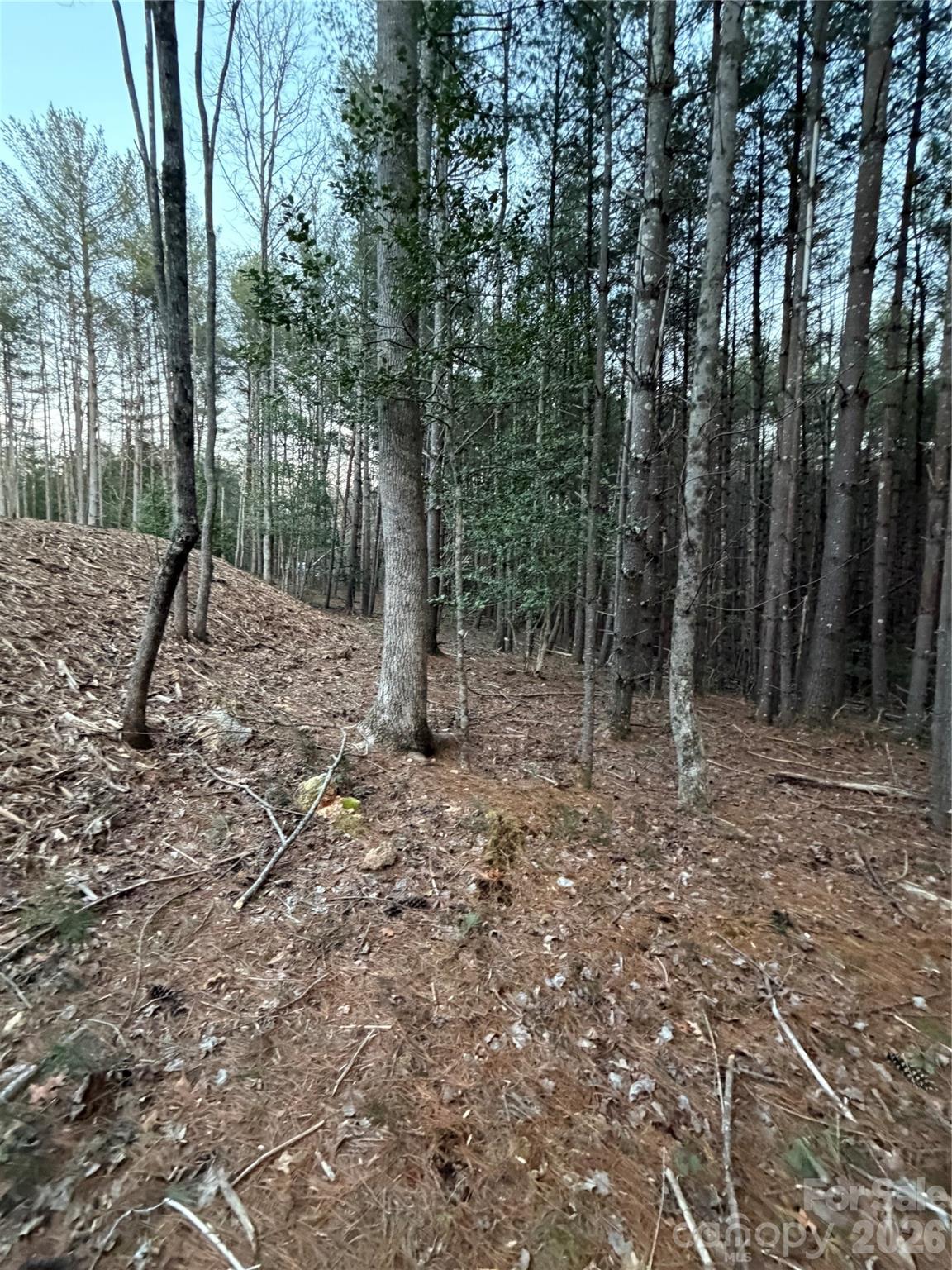 1388 Old Dry Creek Road Morganton, NC 28655 - Photo 10 of 39 a view of a forest with trees in the background