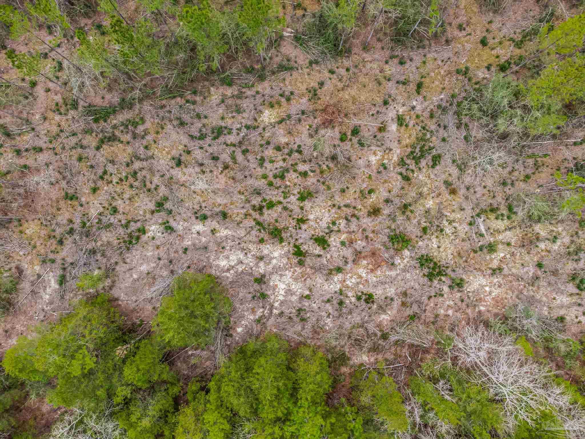 8997 Indian Ford Road, Unit PARCEL A 22 / ACRES (APPROXIMATELY) Milton, FL 32570 - Photo 14 of 36 a view of a yard with a tree