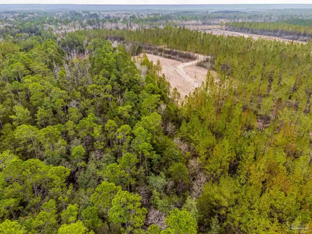 a view of a bunch of trees