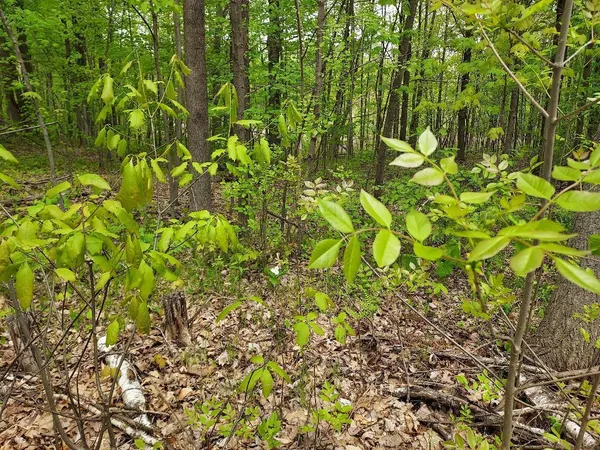 $6,000 | 0 Buck Lane, Unit 66, Harrison, MI 48625