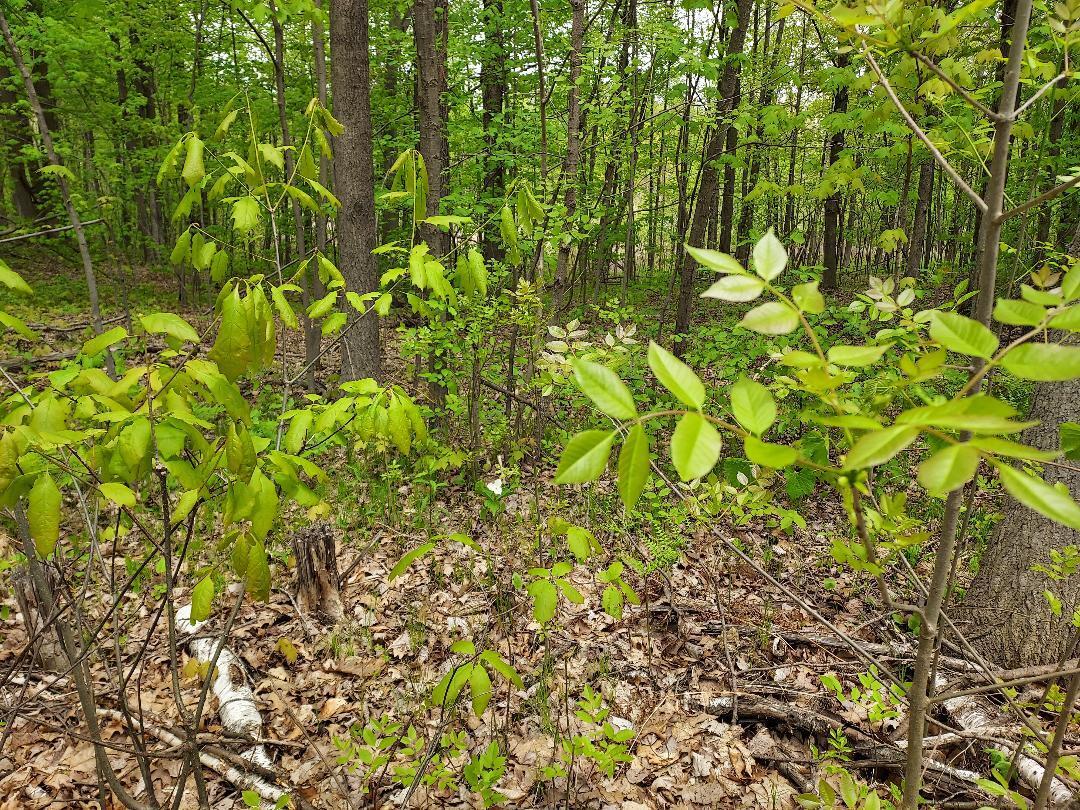 0 Buck Lane, Unit 66 Harrison, MI 48625 - Photo 2 of 4 Dear Lake Estates Lot 2