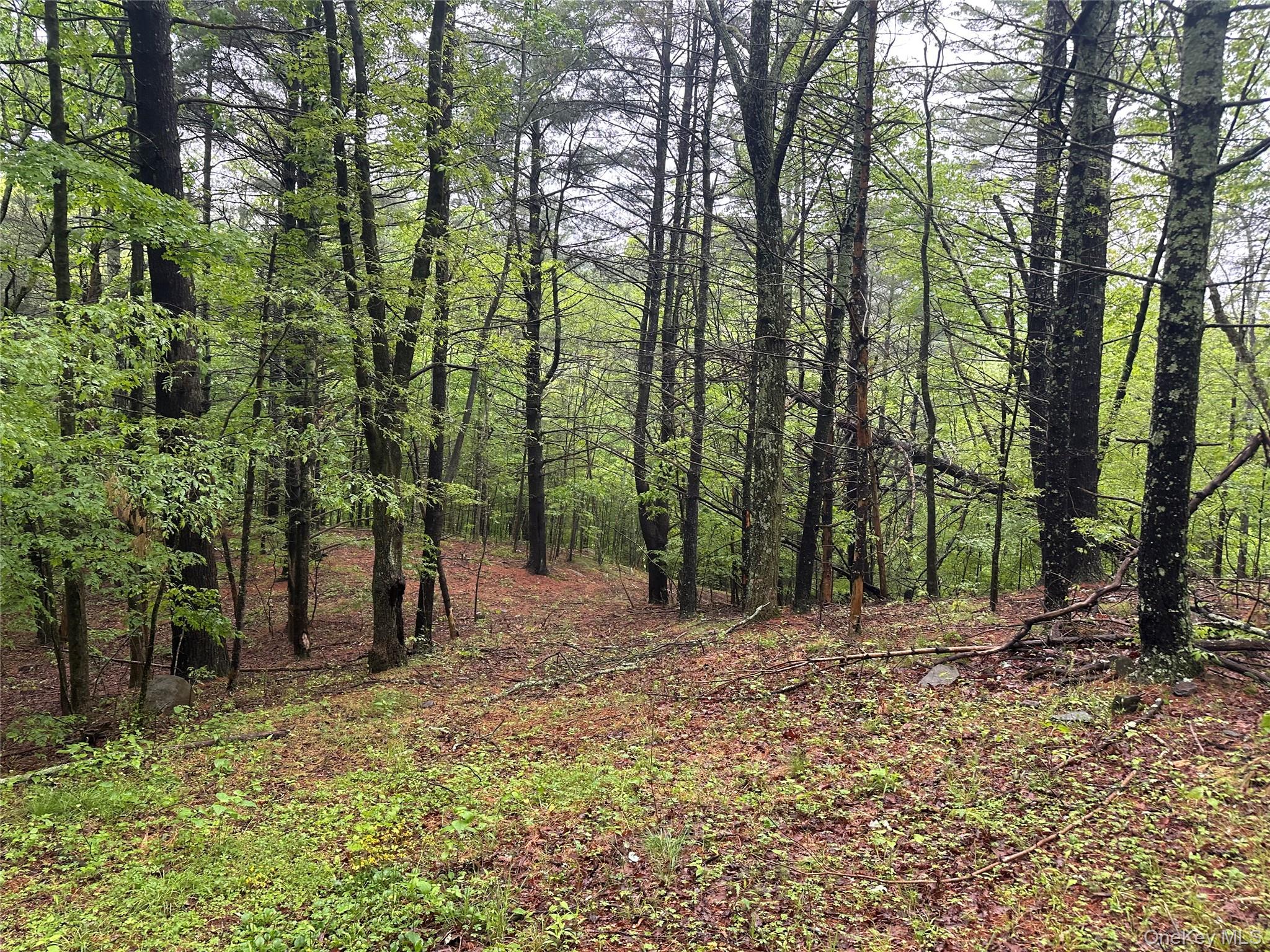 804 Hearts Content Road Cairo, NY 12473 - Photo 10 of 34 a view of outdoor space with trees