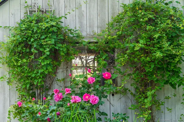 a view of a flower in a garden of a house