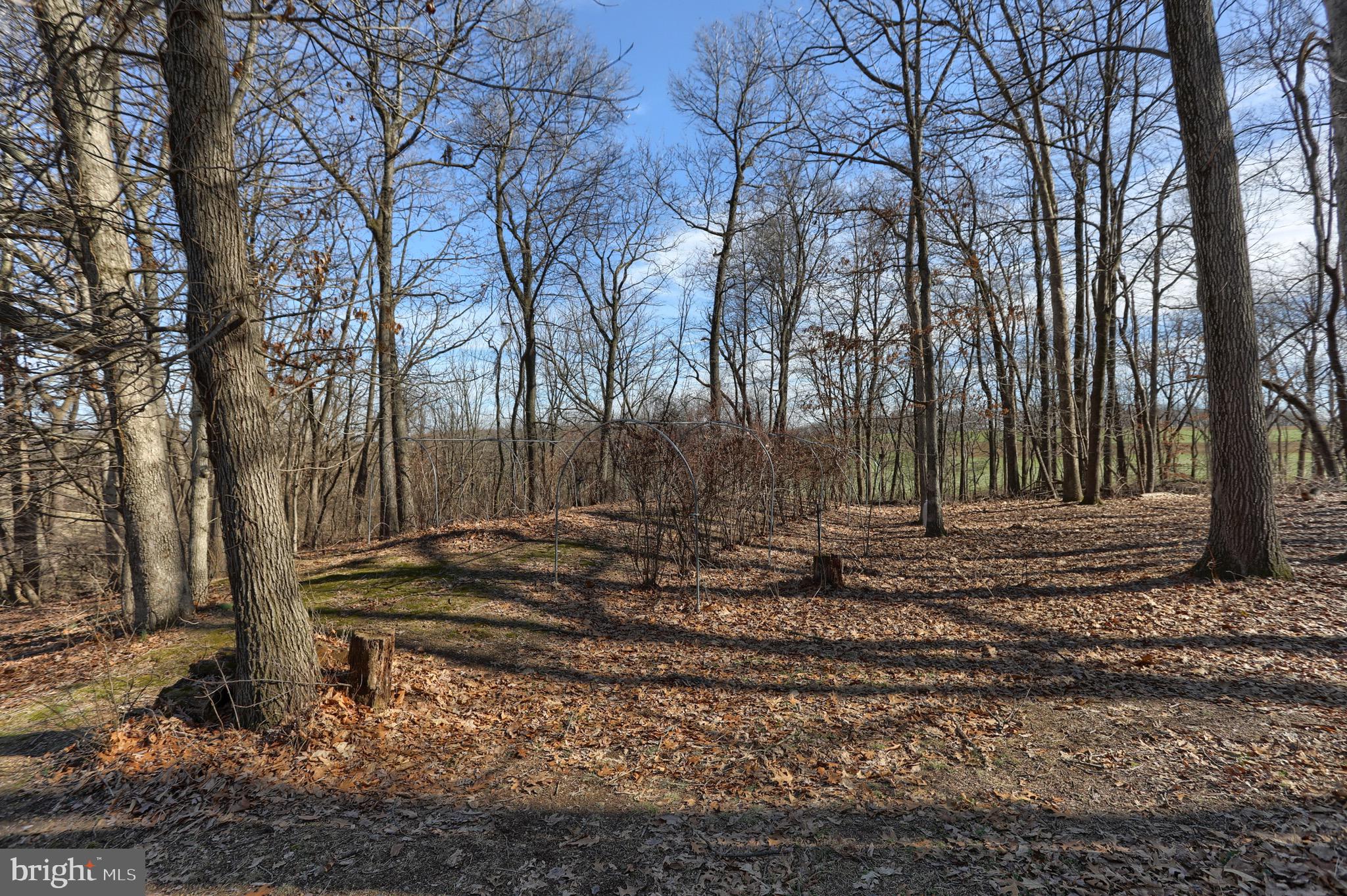109 Teen Challenge Road Womelsdorf, PA 19567 - Photo 44 of 52 Mature fruit trees