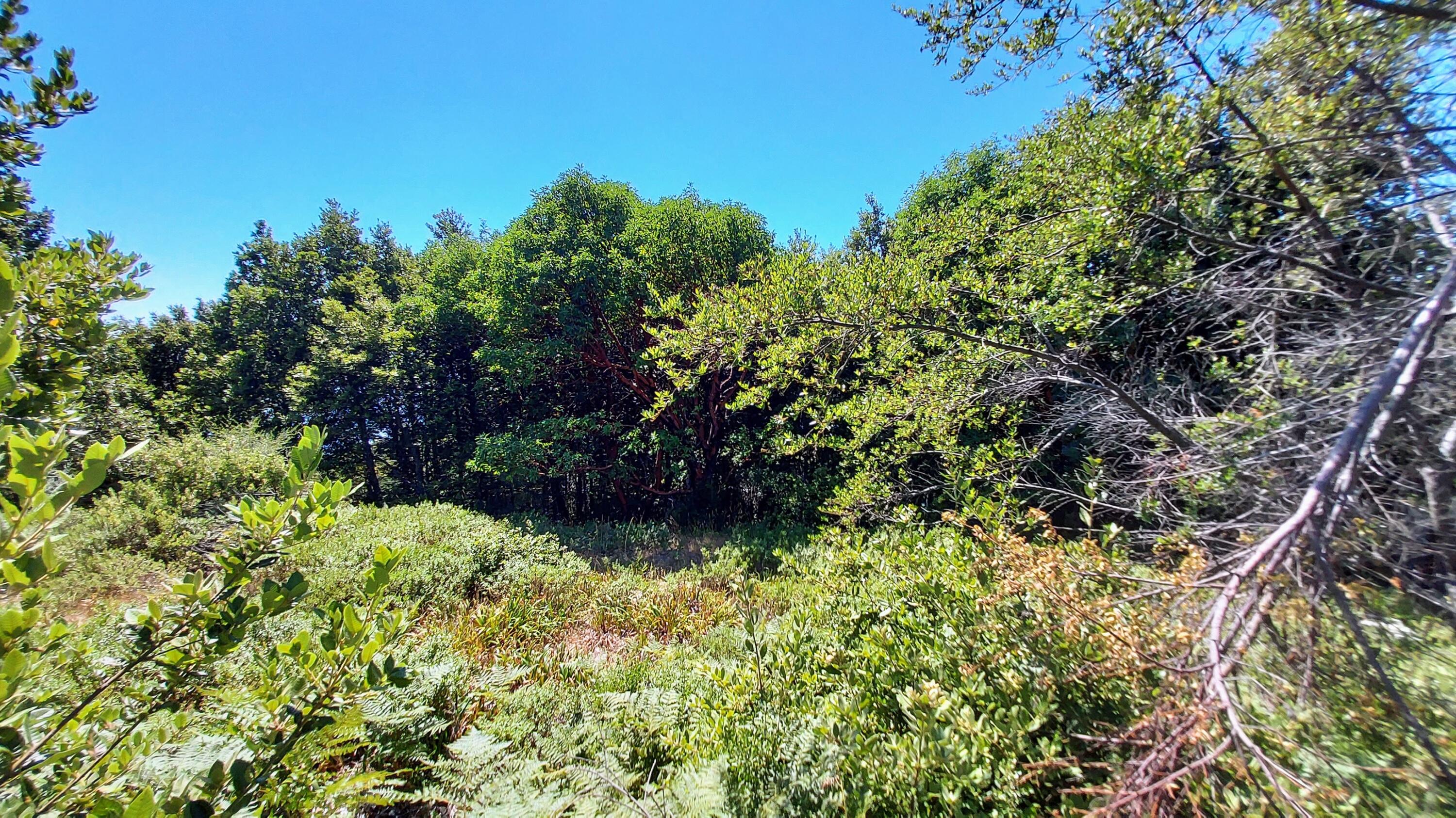 27 Cook Road Shelter Cove, CA 95589 - Photo 8 of 22