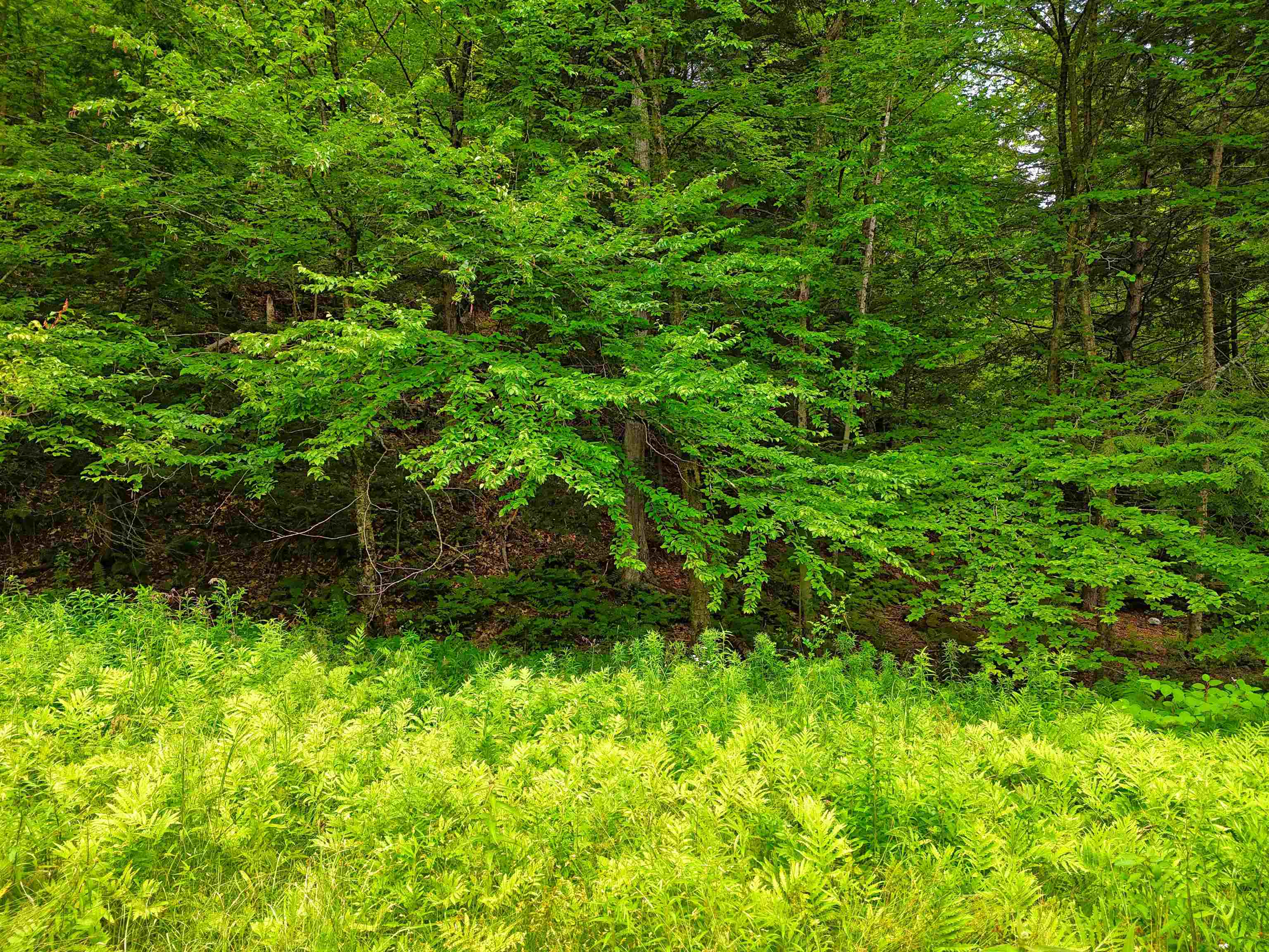 341 Seavers Brook Road Springfield, VT 05156 - Photo 3 of 11