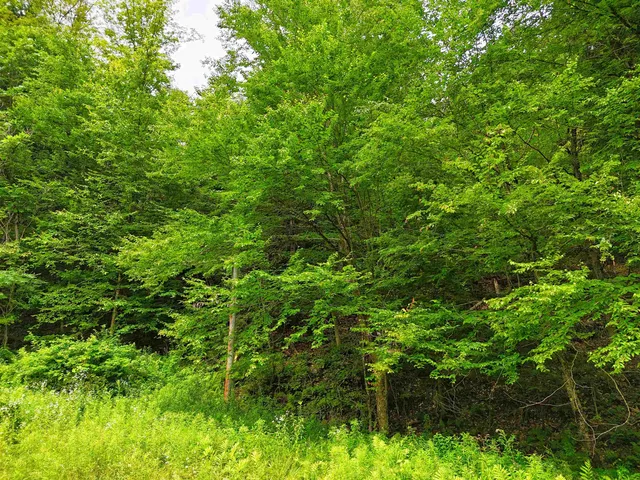 $39,999 | 341 Seavers Brook Road, Springfield, VT 05156