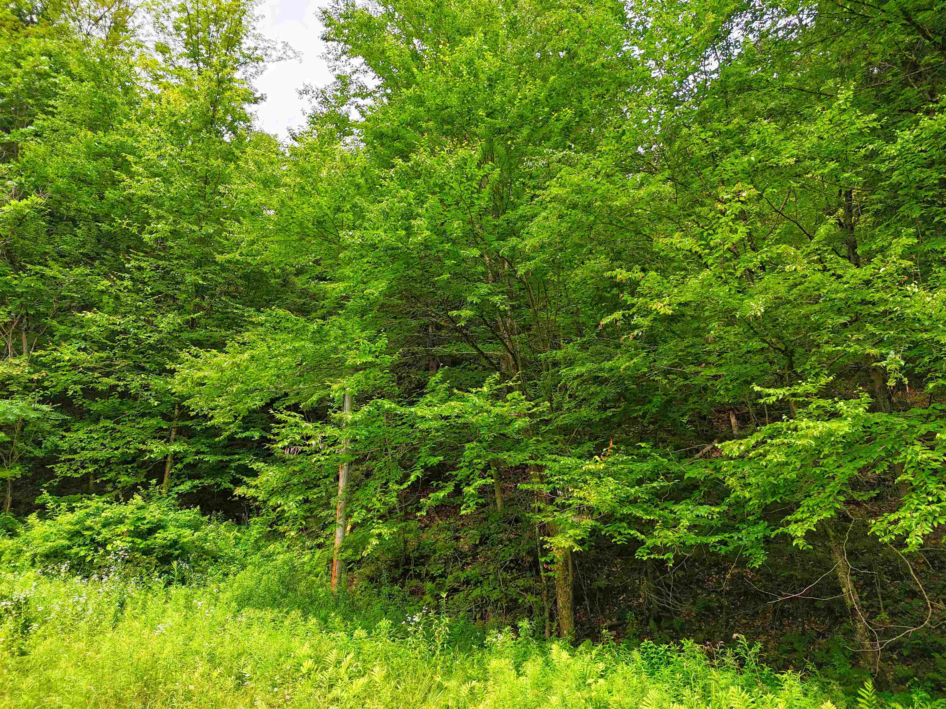 341 Seavers Brook Road Springfield, VT 05156 - Photo 4 of 11