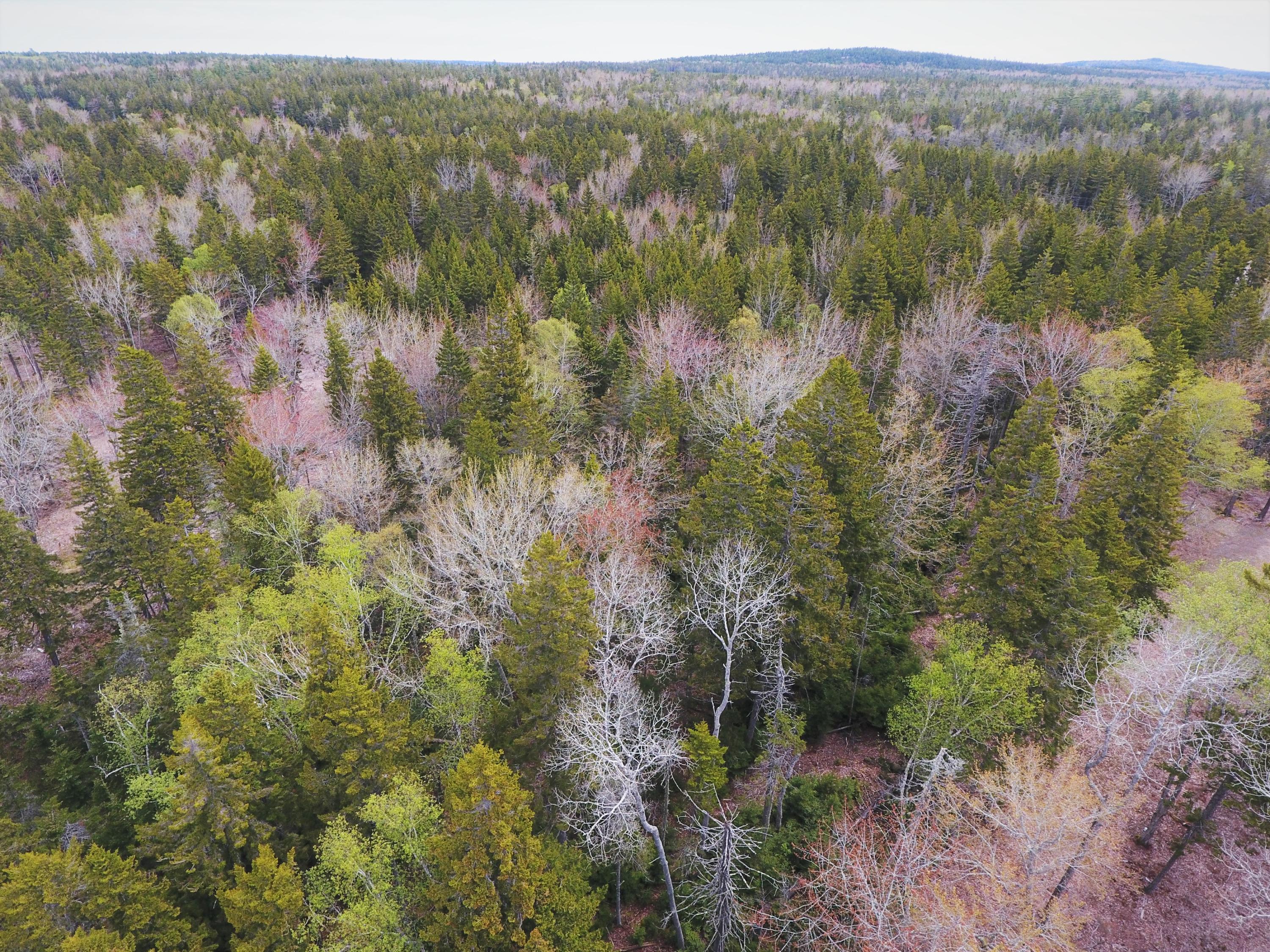 128 Estates Road Steuben, ME 04680 - Photo 17 of 35 DJI_0448 (2)