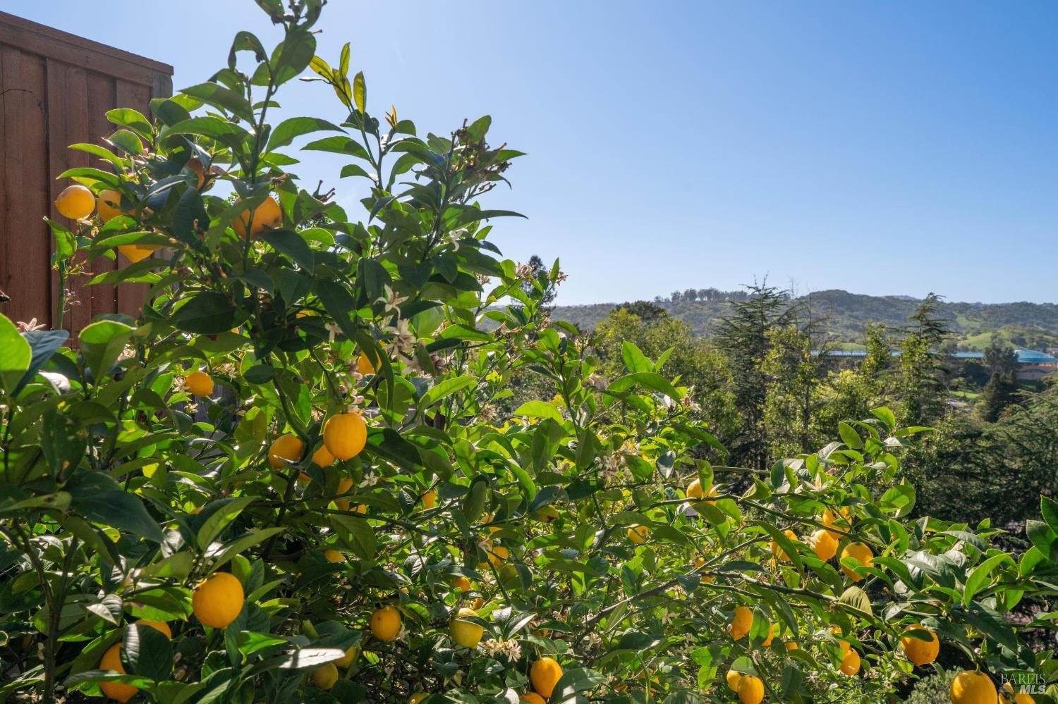 9 Edgehill Way San Rafael, CA 94903 - Photo 65 of 68