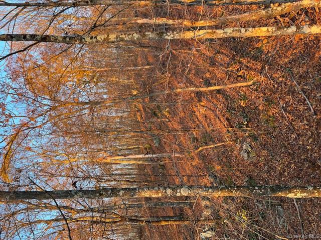 Lily Lake Road Highland, NY 12528 - Photo 28 of 30 a backyard of a house with lots of trees