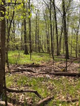 a view of a yard with a tree