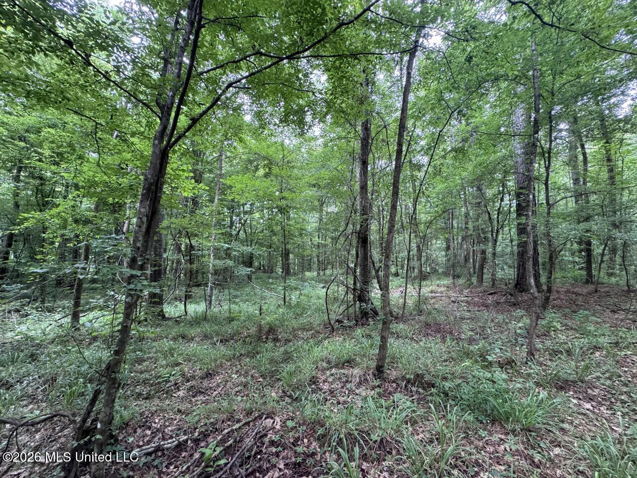 2986 Oldenburg Road Meadville, MS 39653 - Photo 42 of 44 IMG_3579 Large