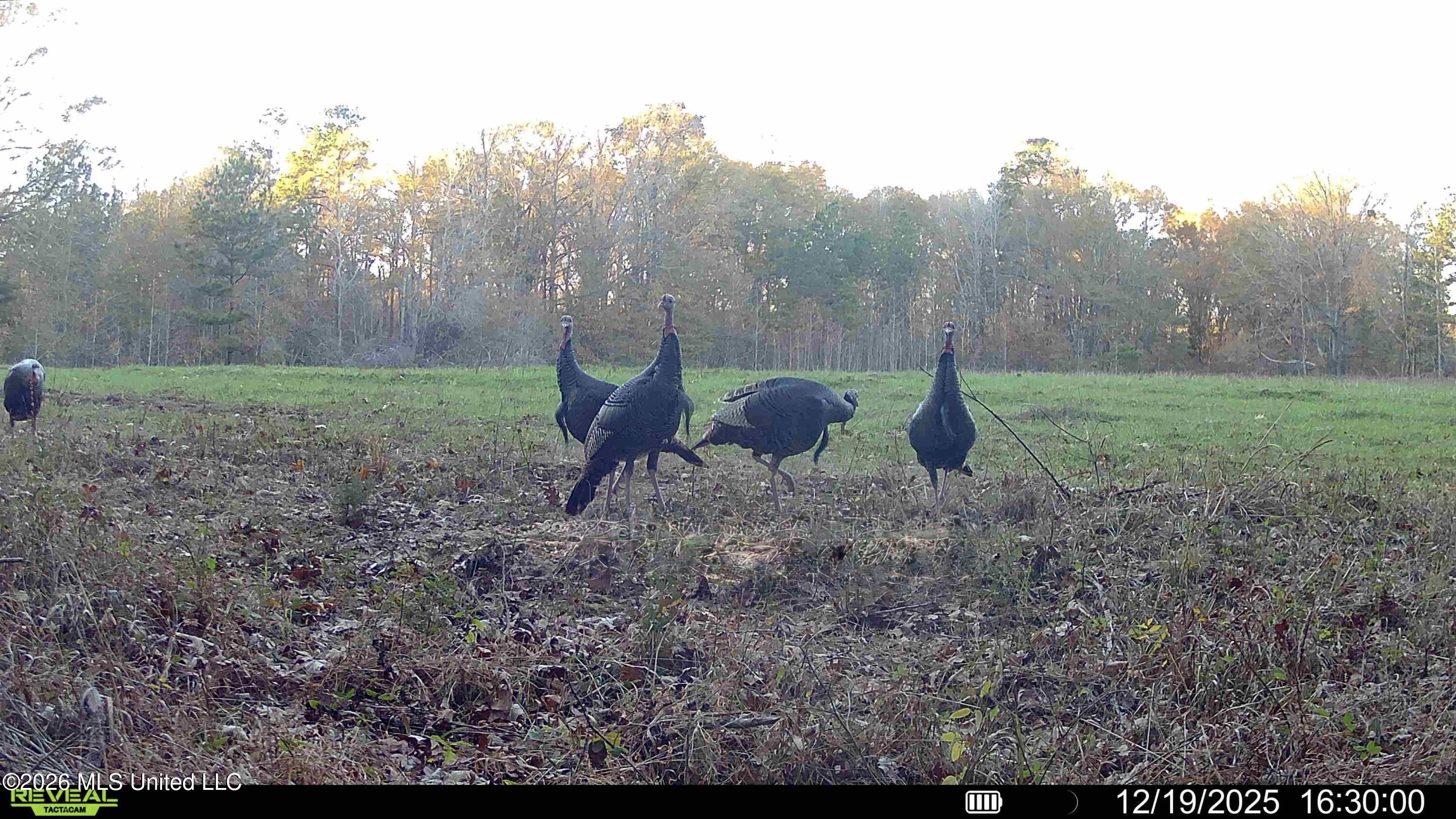 560 Pocahontas Road Flora, MS 39071 - Photo 11 of 53 C3C2A2D1-D815-47F1-9DE1-E2CF66282FF4