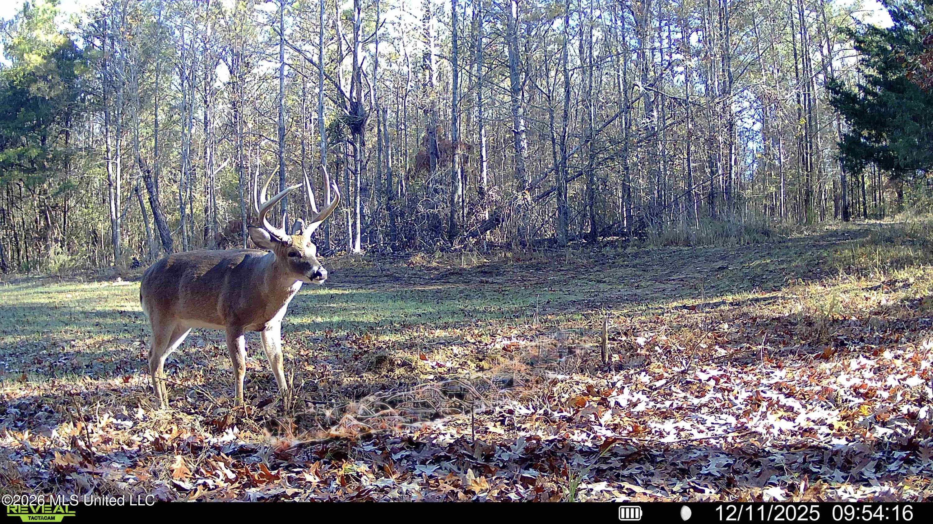 560 Pocahontas Road Flora, MS 39071 - Photo 19 of 53 44340FC7-1E9E-499C-942E-C82965E8E660