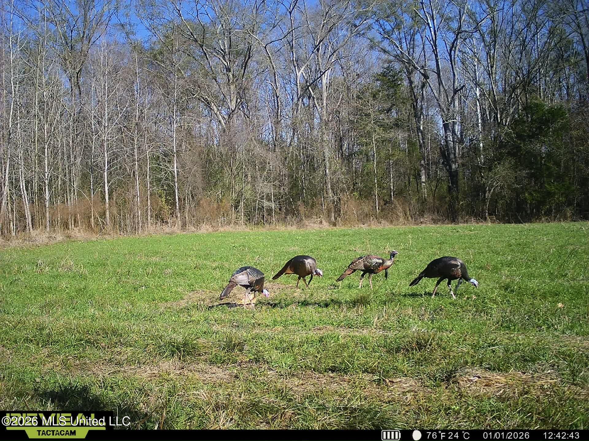 560 Pocahontas Road Flora, MS 39071 - Photo 21 of 53 800497BF-DCC3-44EF-82CB-FFF8D3B42BAD