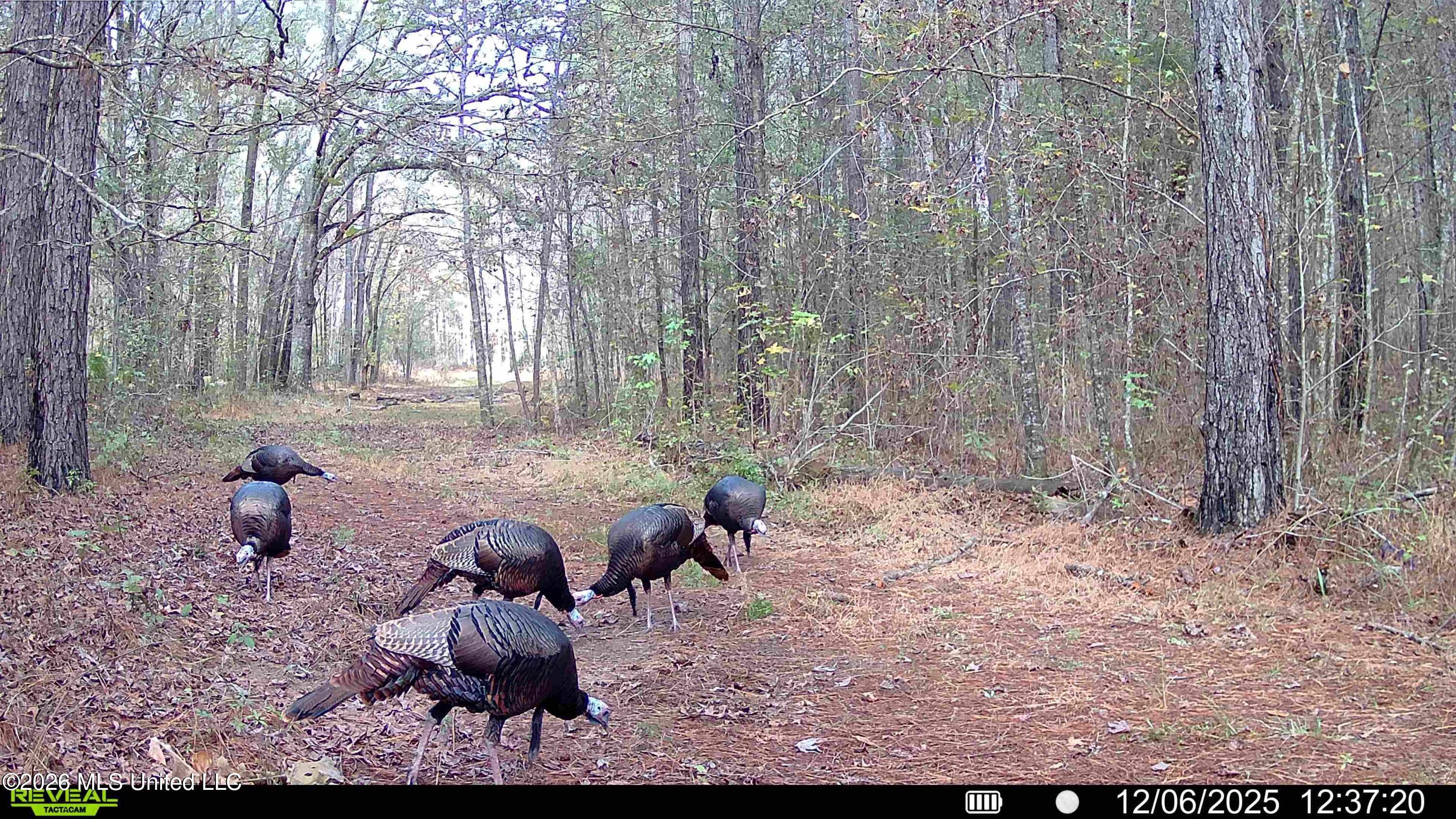 560 Pocahontas Road Flora, MS 39071 - Photo 3 of 53 5452241A-7D9A-4AE4-8F8D-40C3FF5D652D