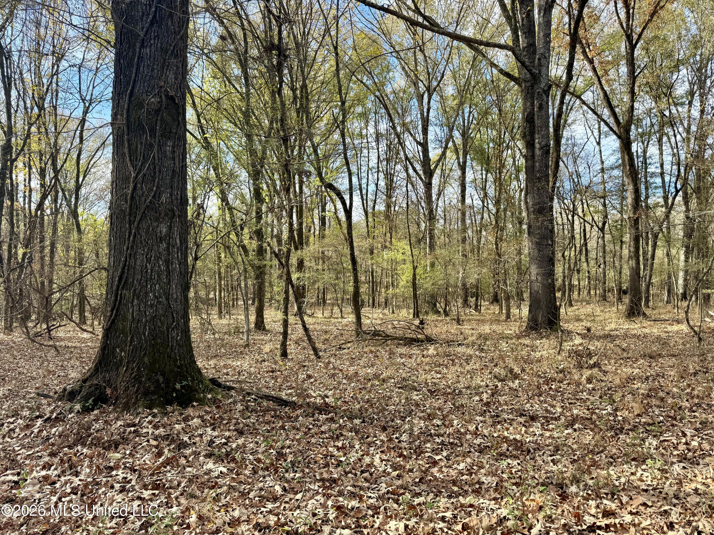 560 Pocahontas Road Flora, MS 39071 - Photo 4 of 53 888D9E54-B67C-40AC-A074-823DDE9052BB