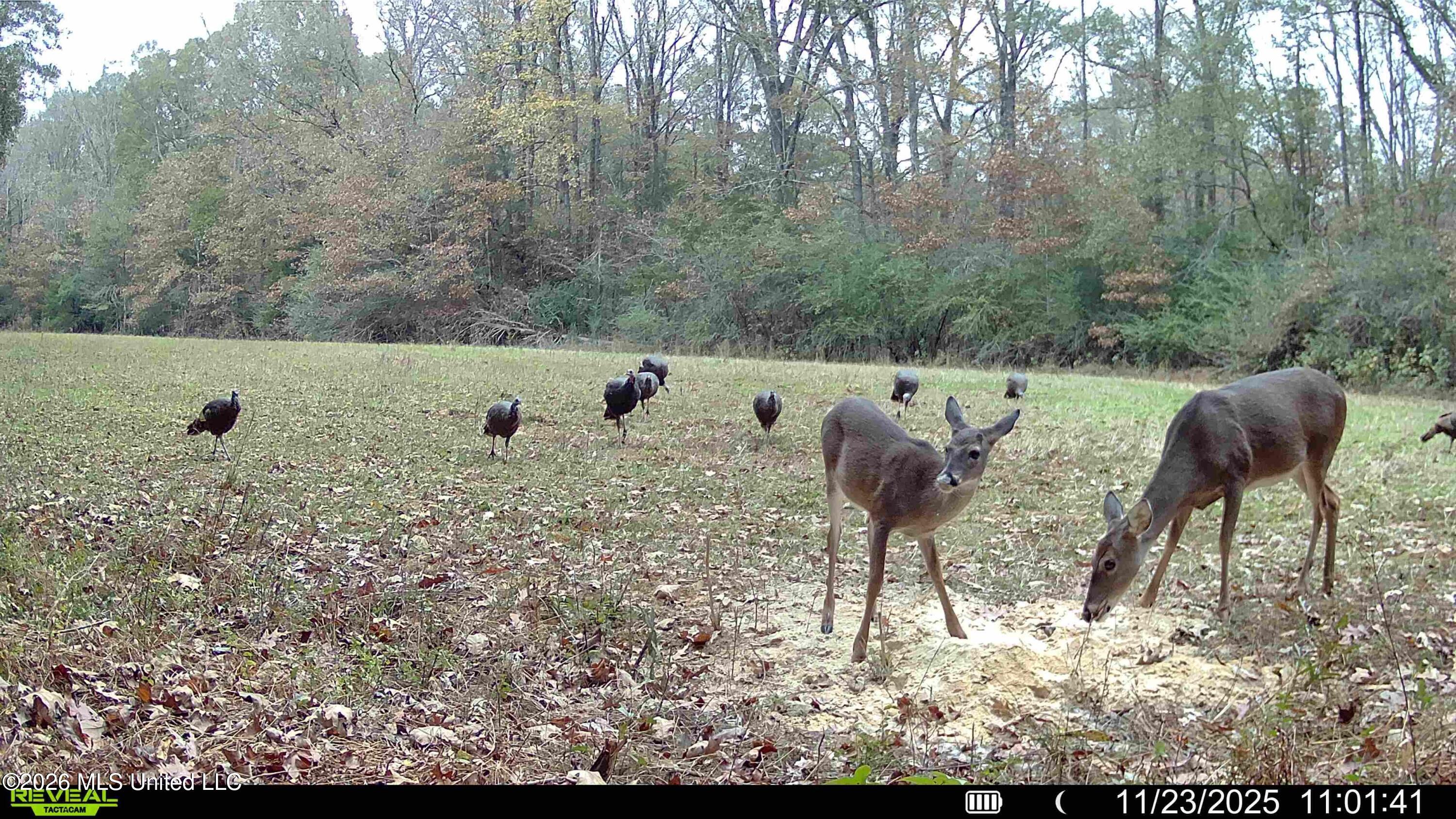560 Pocahontas Road Flora, MS 39071 - Photo 42 of 53 6A4D951A-4DD6-4483-A189-6B03337EDB15