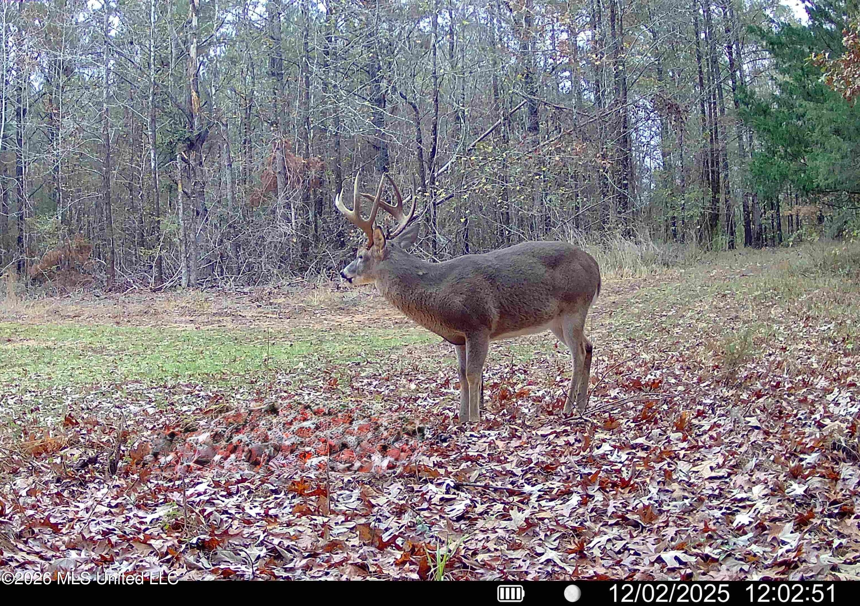 560 Pocahontas Road Flora, MS 39071 - Photo 5 of 53 016578003474241-100-4-12022025153357-HD-