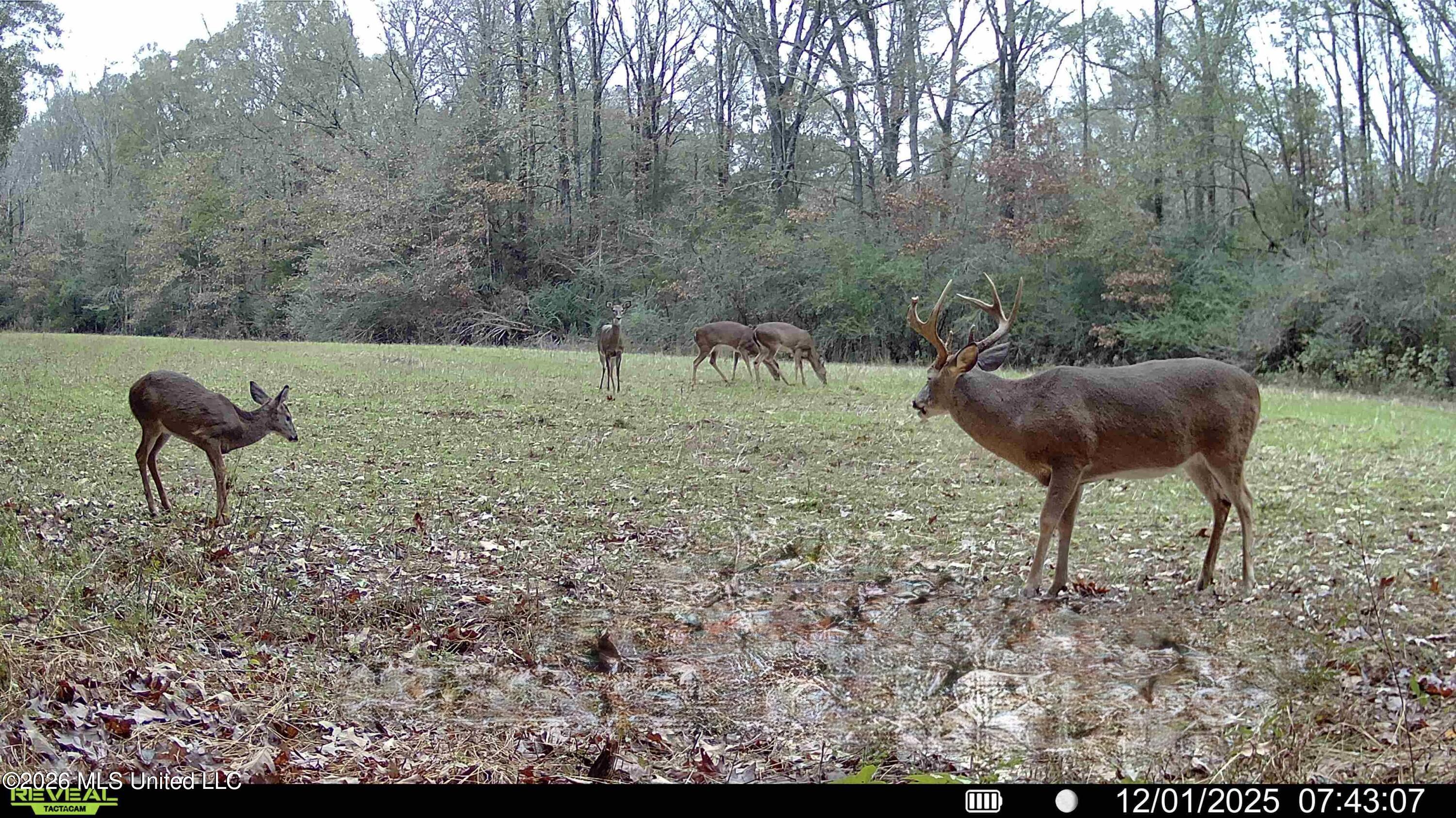 560 Pocahontas Road Flora, MS 39071 - Photo 8 of 53 1AEE4701-FC11-4C75-9E1C-DA9230705D82