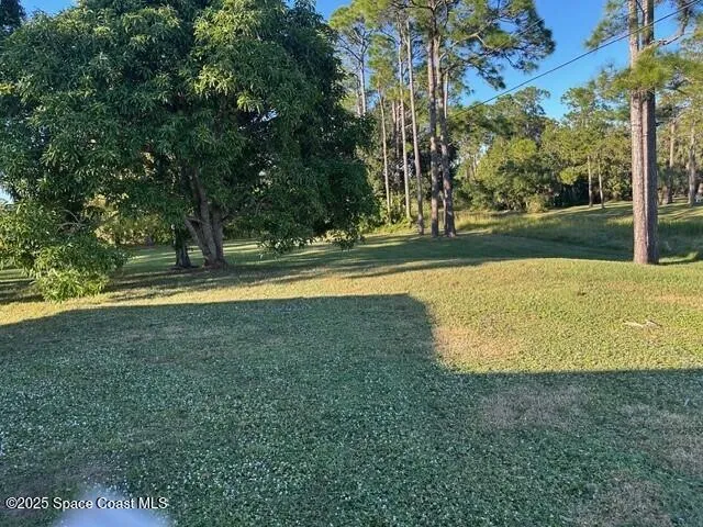 a view of a yard with palm trees