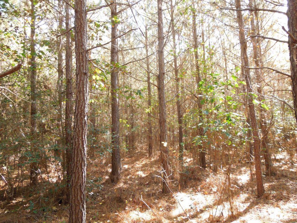 Mcduffie Road Biscoe, NC 27209 - Photo 3 of 15