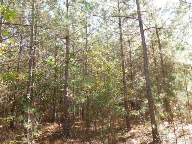 a close up of a tree