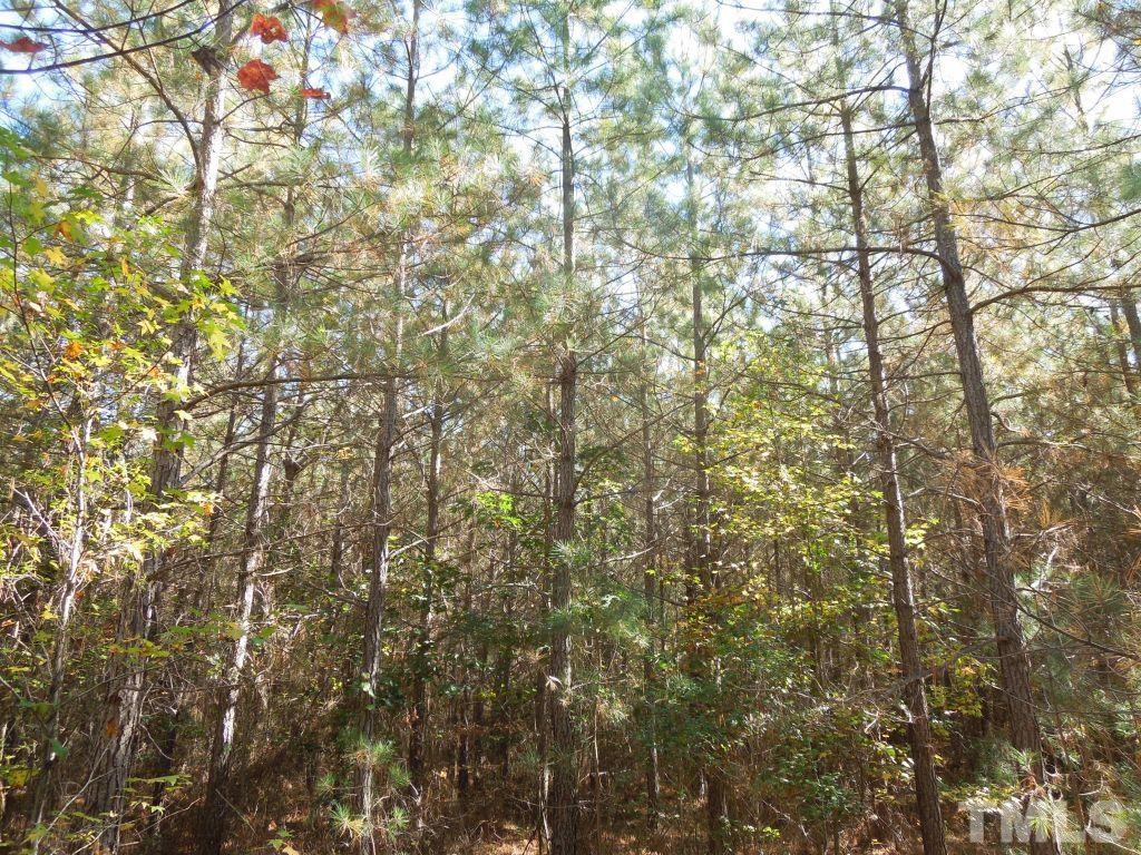 Mcduffie Road Biscoe, NC 27209 - Photo 6 of 15 a close up of a tree