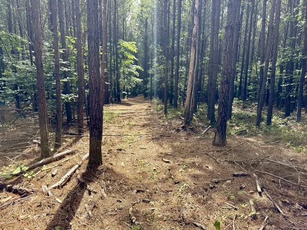a view of a backyard with trees