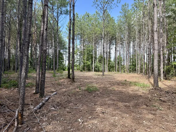 a view of outdoor space and trees