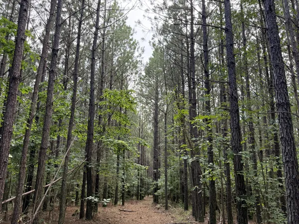 a view of a forest with trees