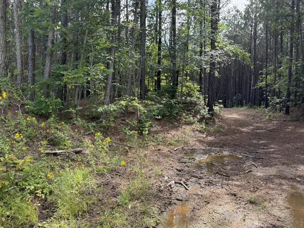 a view of a forest with trees in the background