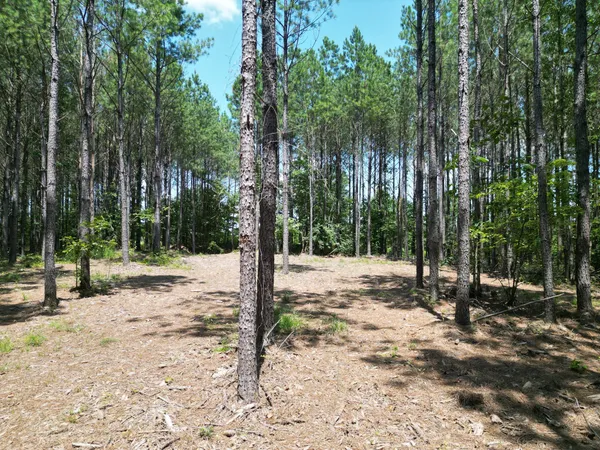 a view of a tree in a yard