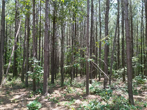 a view of outdoor space and garden
