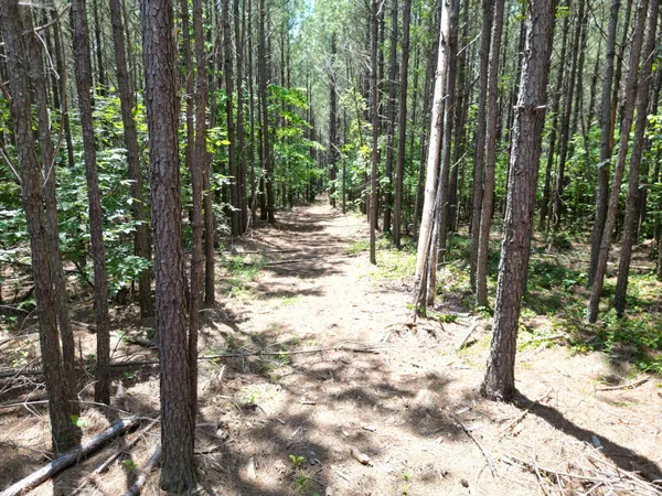 a view of a forest filled with trees