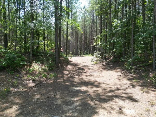 a view of a forest with trees in the background
