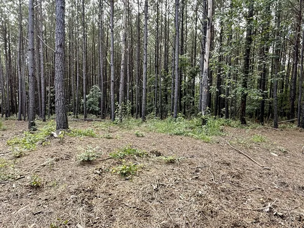a row of trees with lots of green space and trees