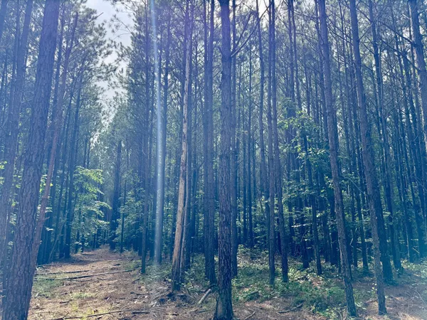 a view of a outdoor space and a trees
