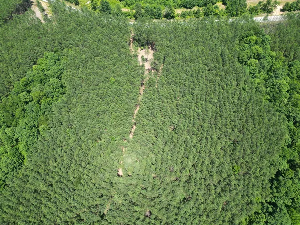 a map view of a forest
