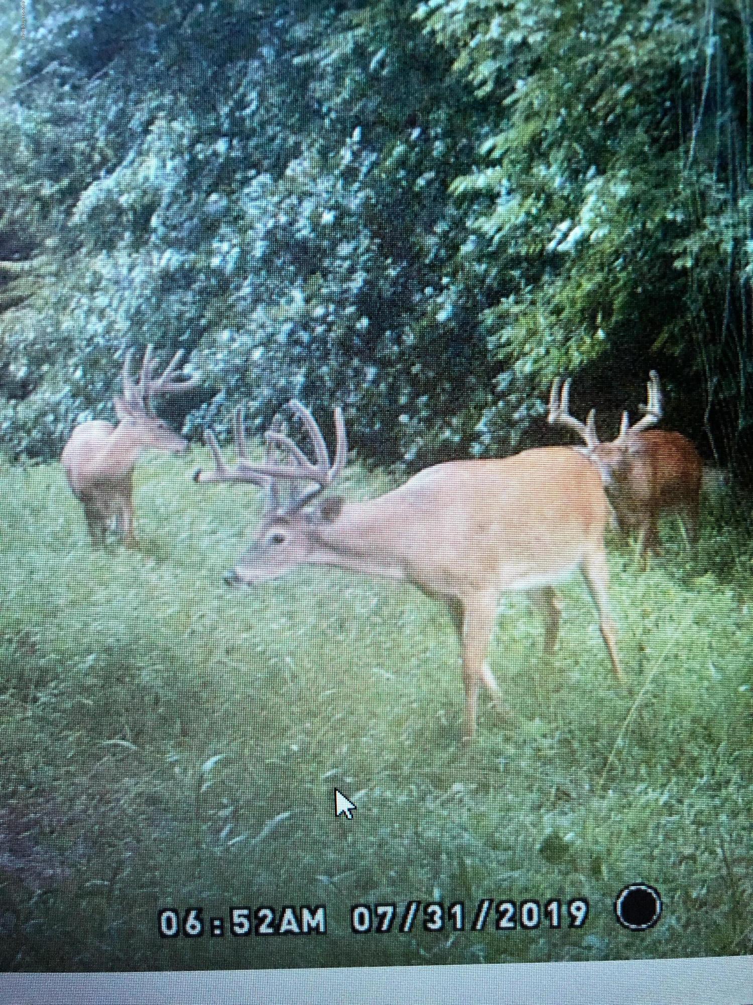 1650 Greens Chapel Road Bloomfield, KY 40008 - Photo 28 of 34 Deer 2