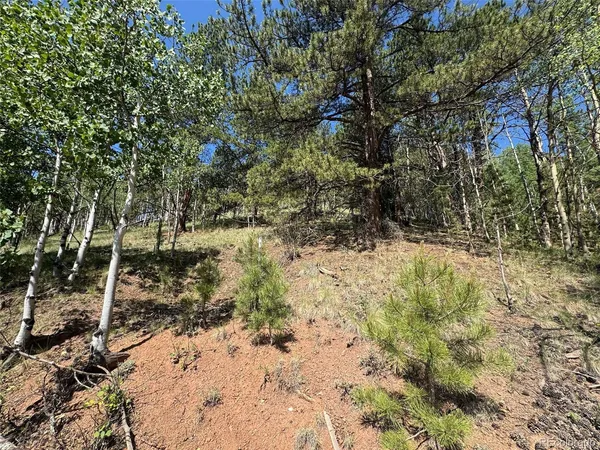 a view of a yard with large trees