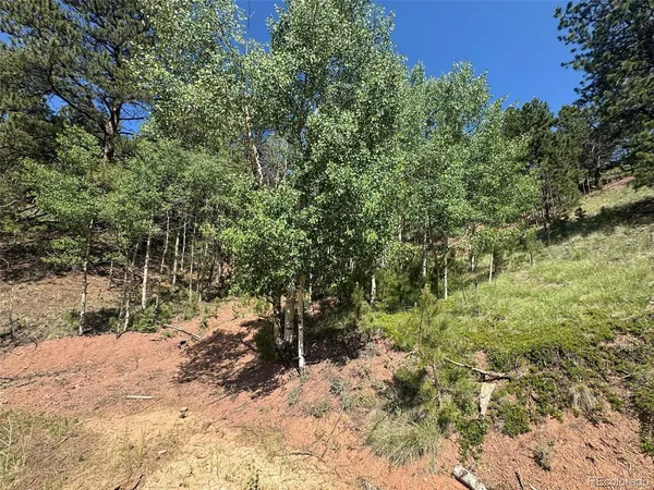 a view of a yard with plants and large trees